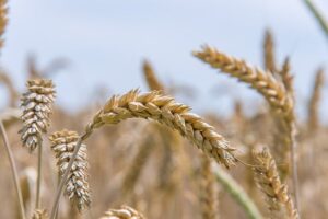 Żywność bez GMO – dlaczego warto zainwestować w certyfikację?
